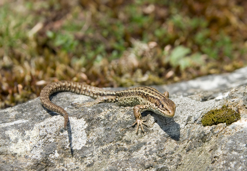 Lizard 2 DM0309